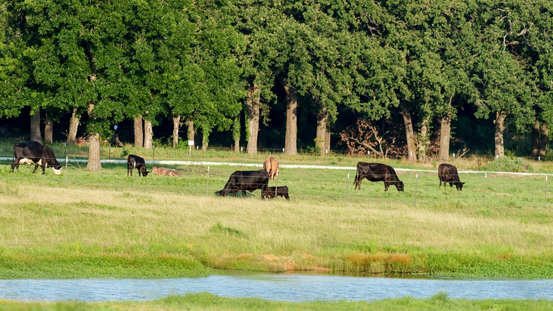 70 acres in Grayson County - photo 30