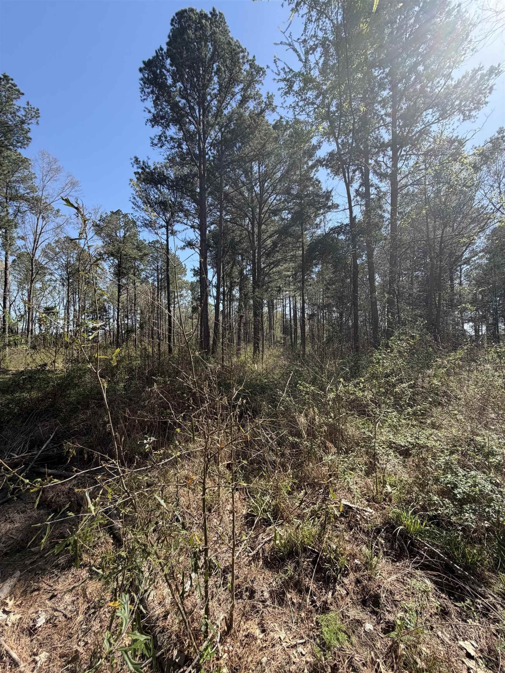 23.03 acres in Texas County - photo 7
