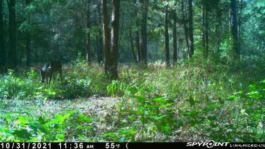 23.03 acres in Texas County - photo 17