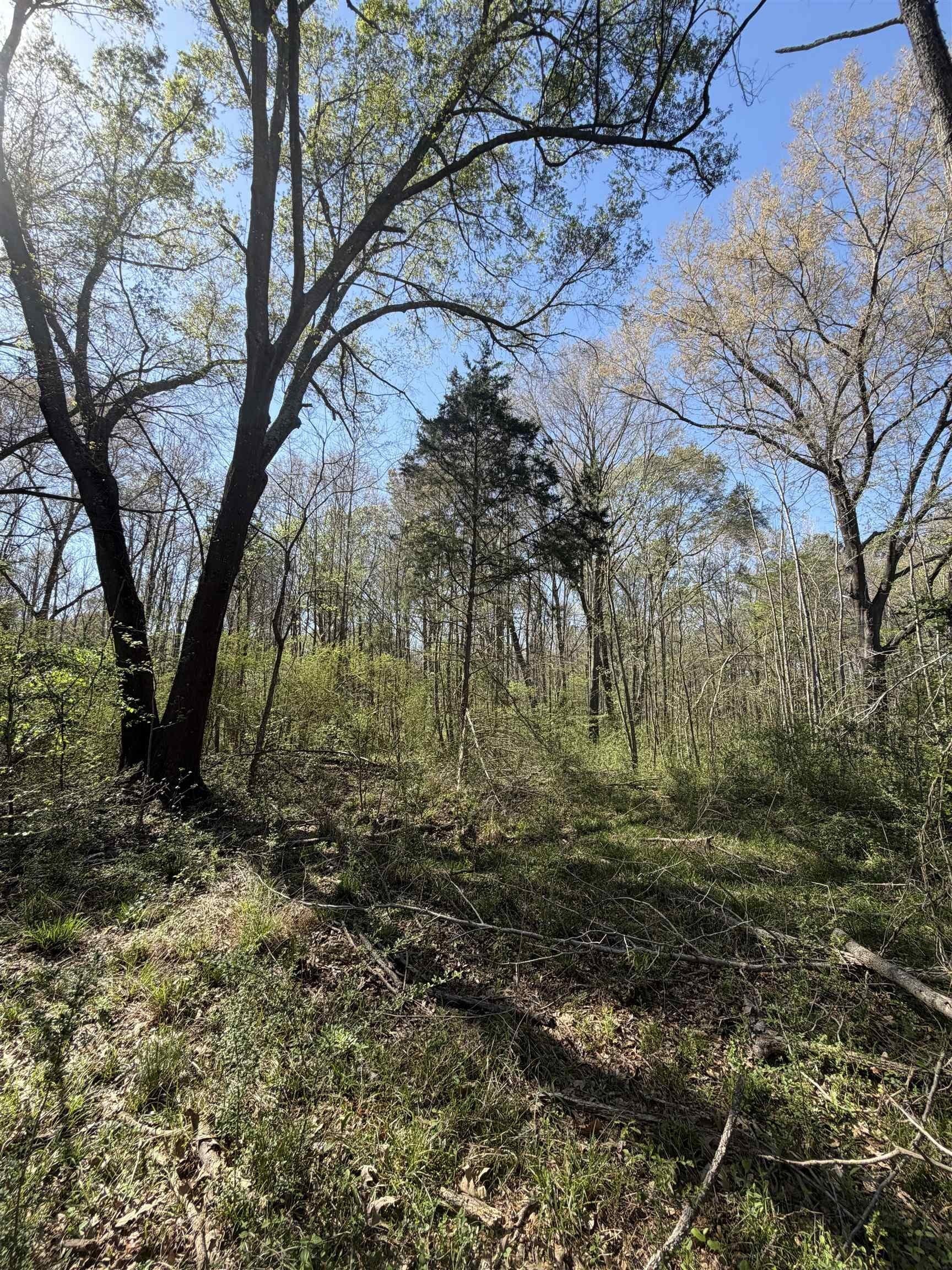 23.03 acres in Texas County - photo 11