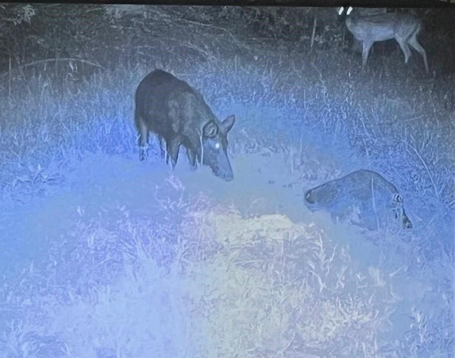 16.99 acres in Gregg County gallery image 4