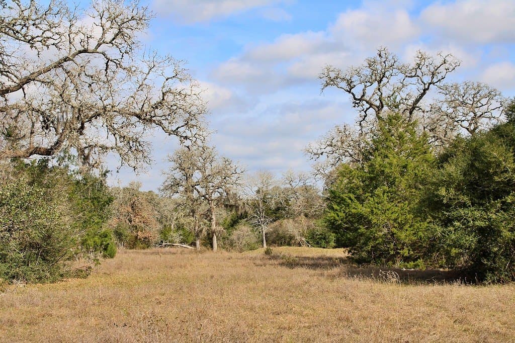 10 acres in Colorado County gallery image 3