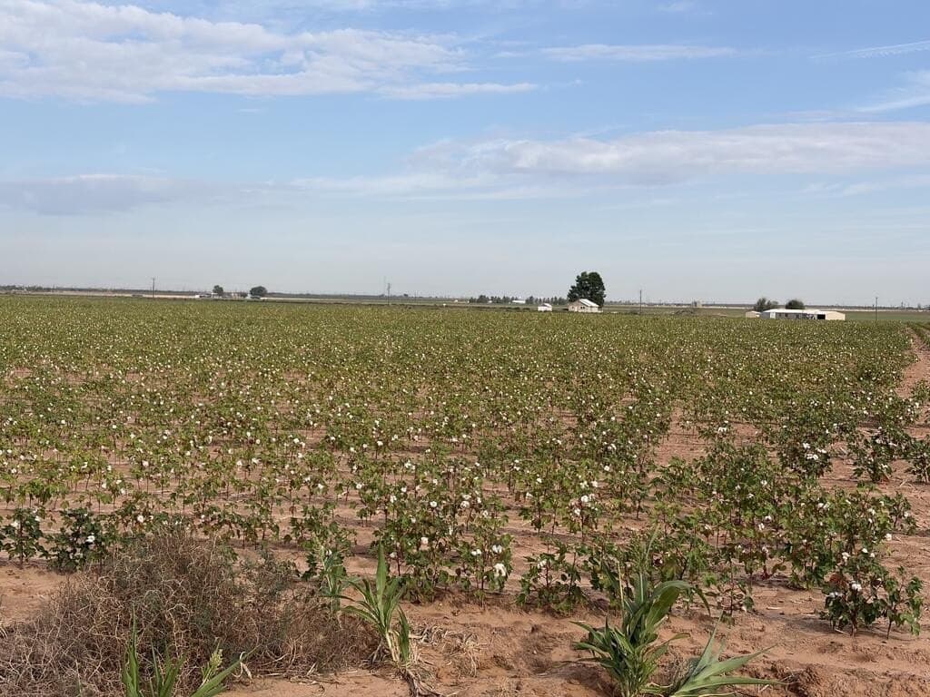 143 acres in Mitchell County - photo 4