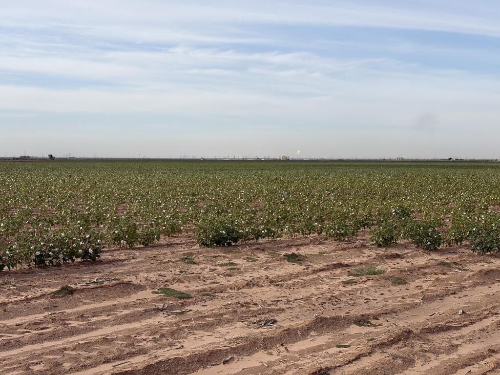 143 acres in Mitchell County