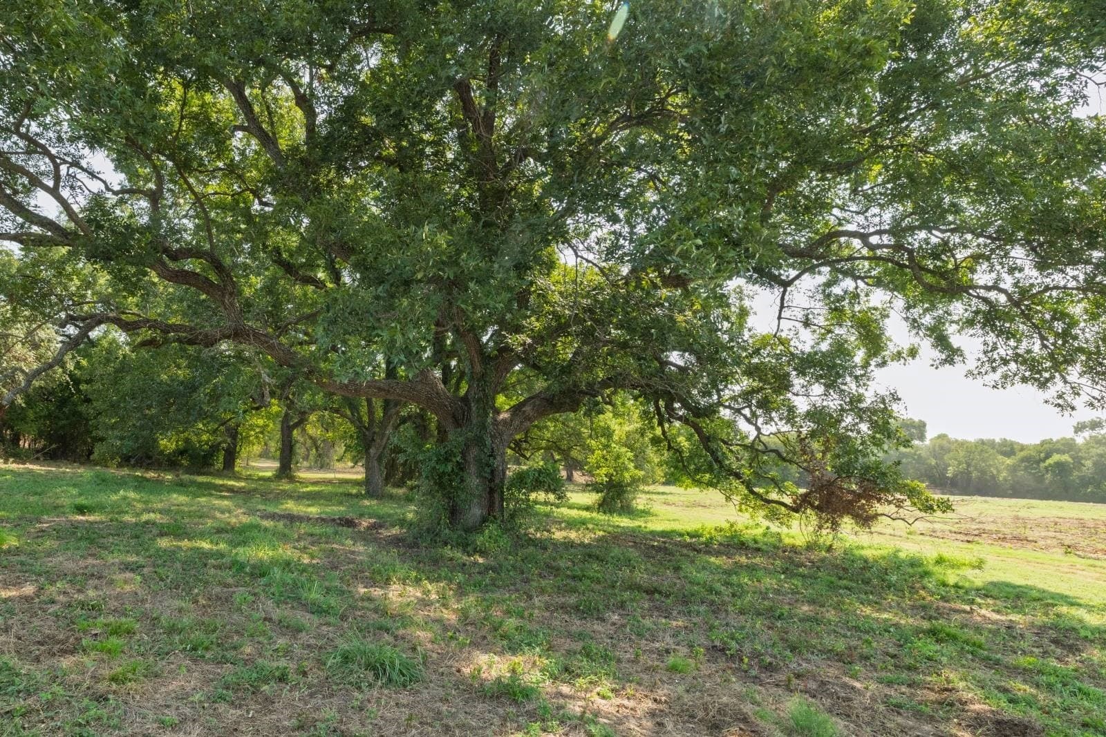 16.51 acres in Hood County - photo 12