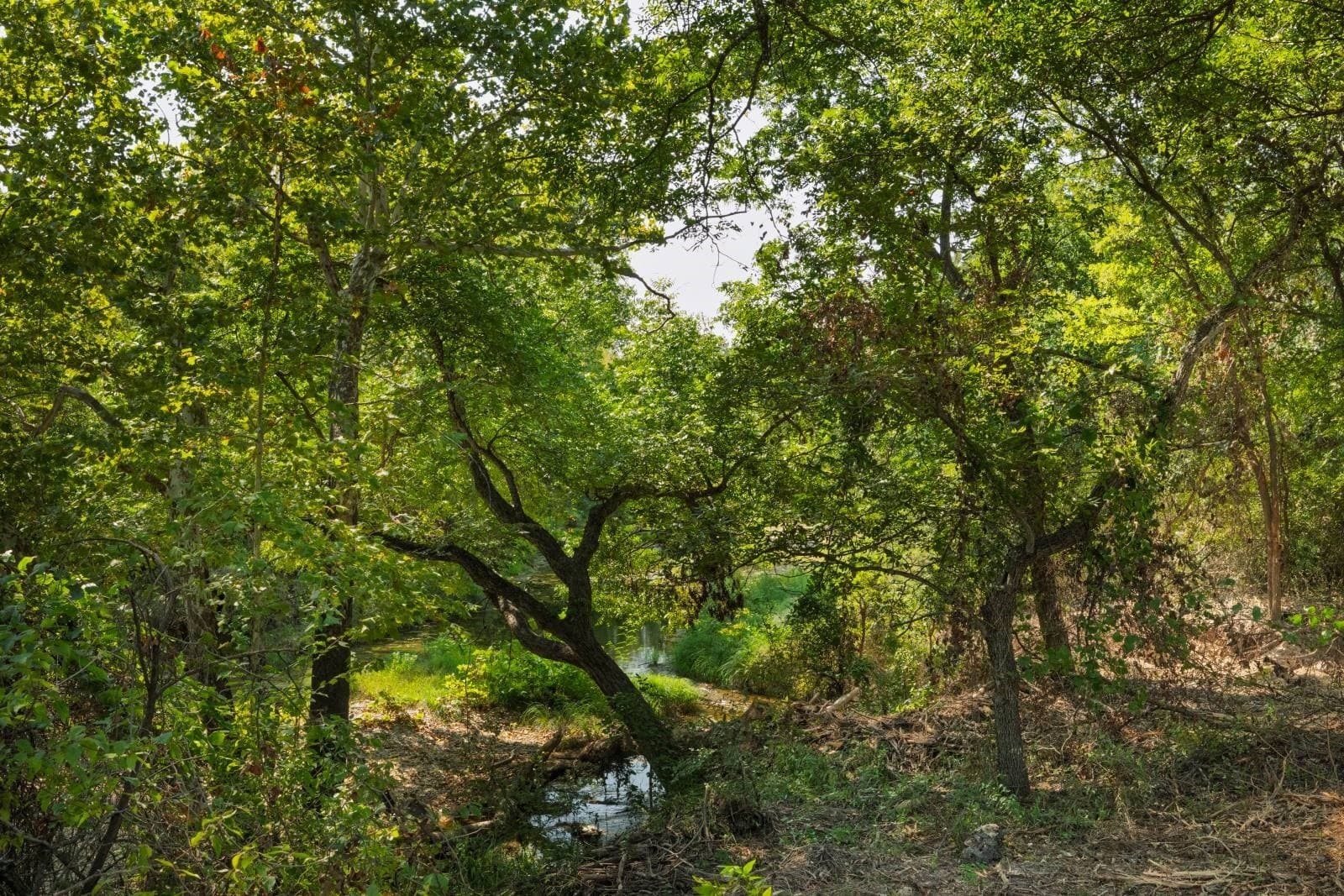 16.51 acres in Hood County - photo 7