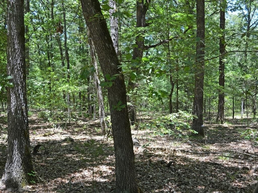 213 acres in Lamar County featured view