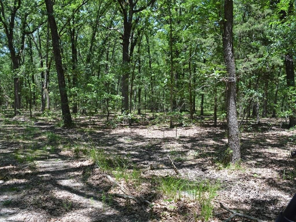 213 acres in Lamar County gallery image 4