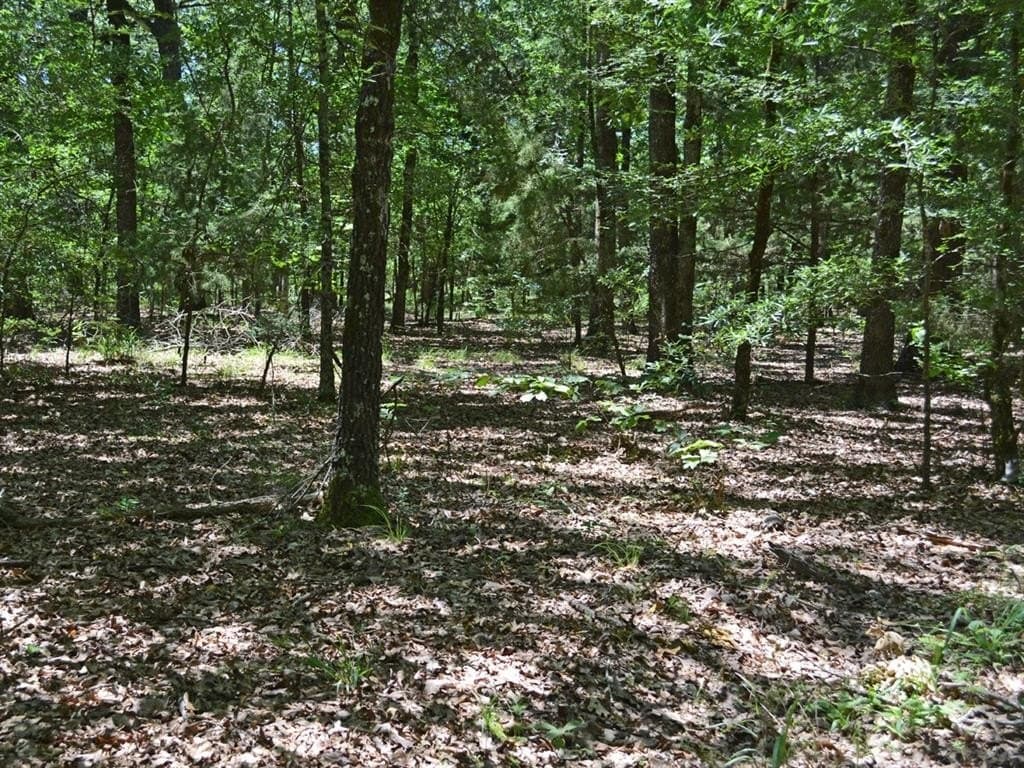 213 acres in Lamar County gallery image 2