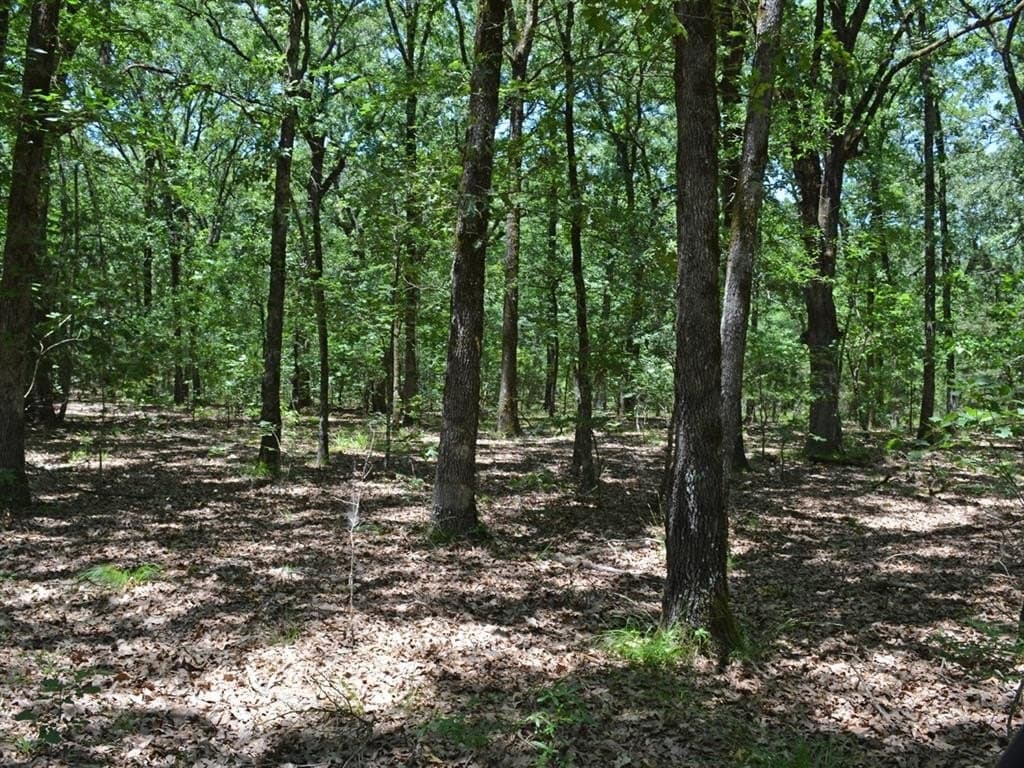 213 acres in Lamar County gallery image 3