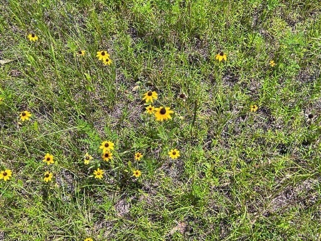 26 acres in Tyler County - photo 6