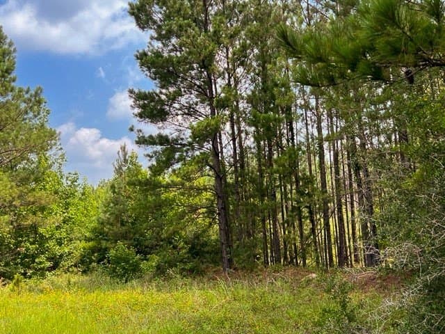 26 acres in Tyler County - photo 7