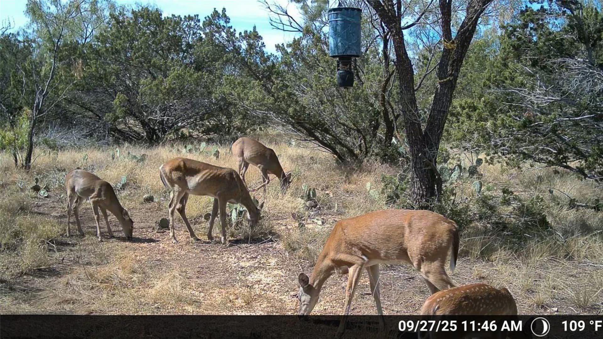 657 acres in Coke County - photo 21