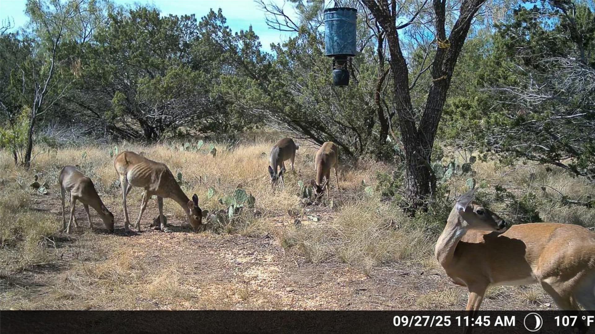 657 acres in Coke County - photo 20