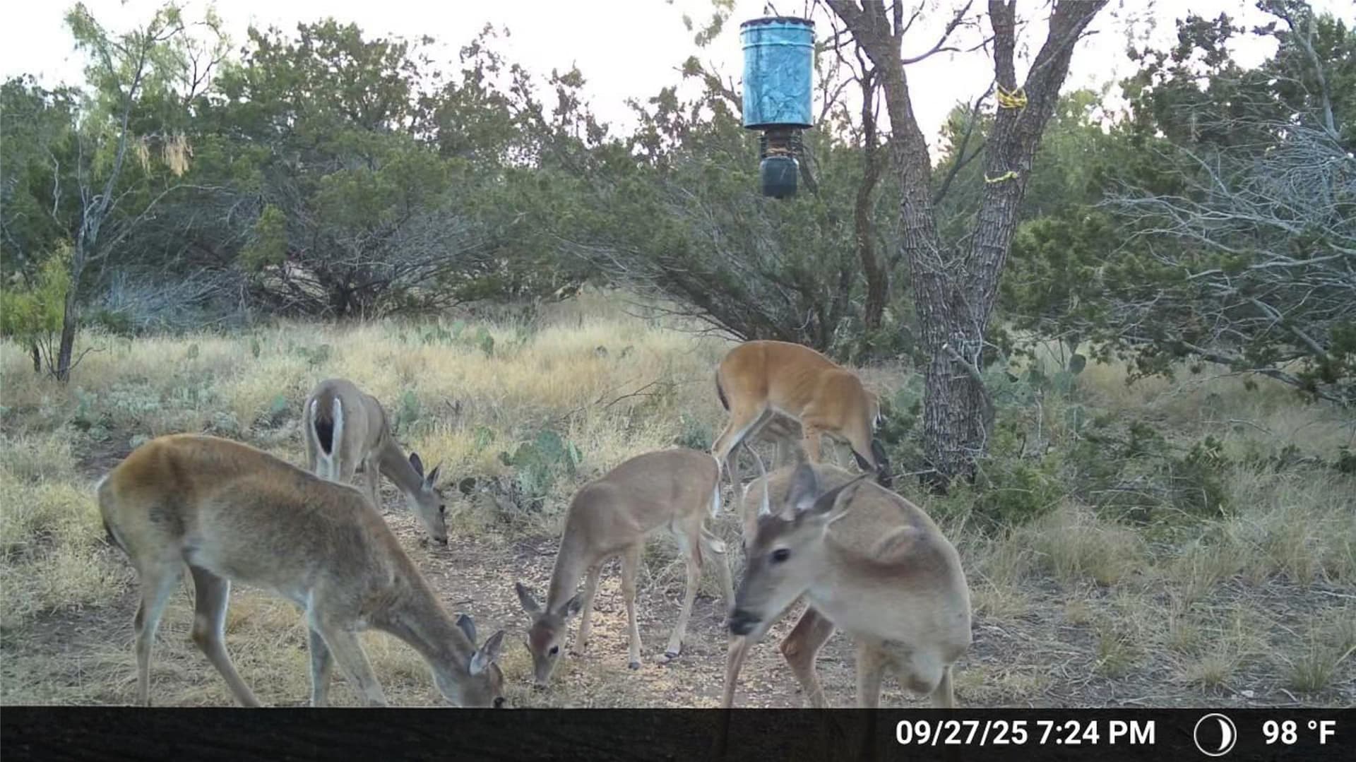 657 acres in Coke County - photo 22