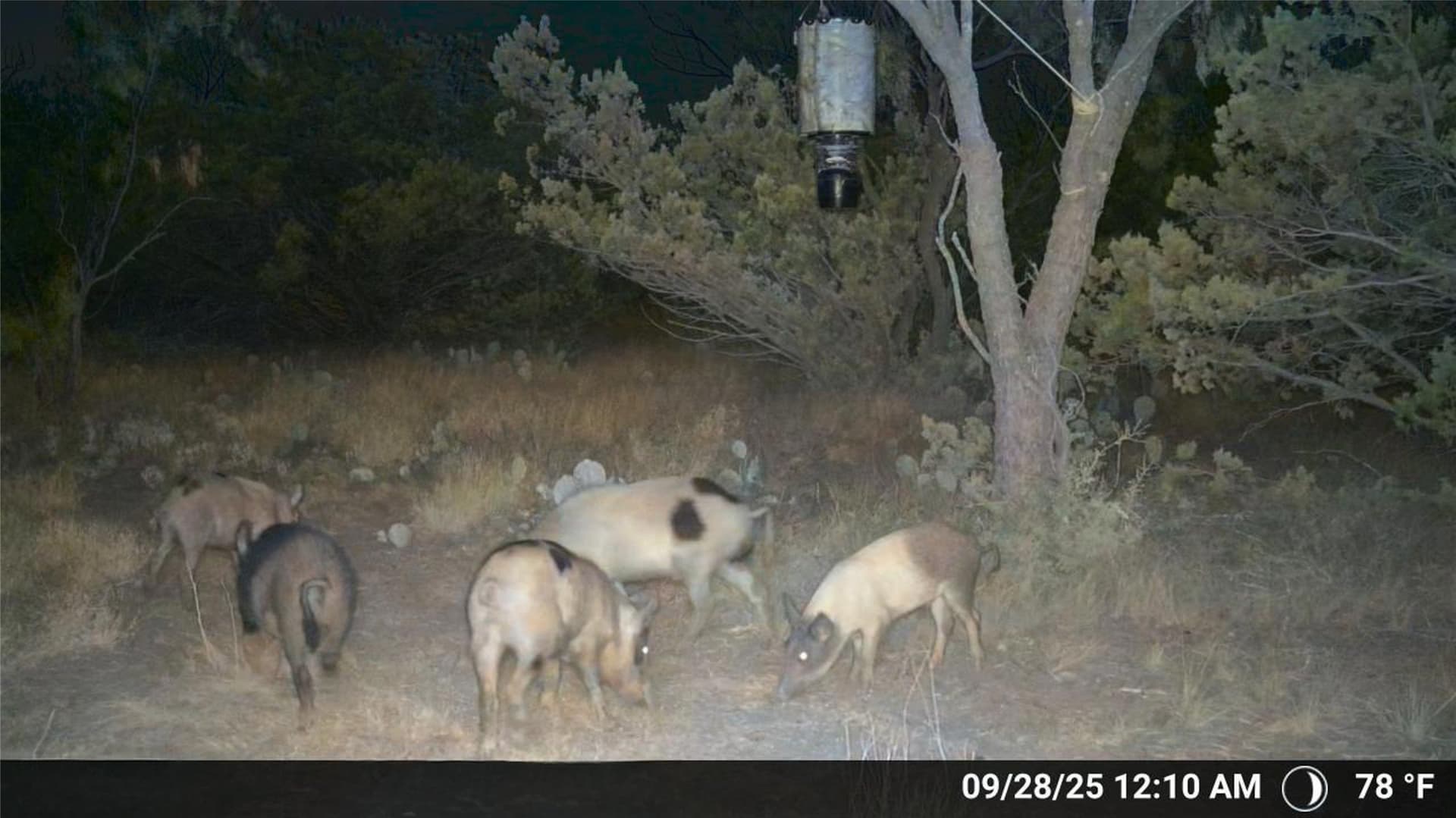 657 acres in Coke County - photo 23