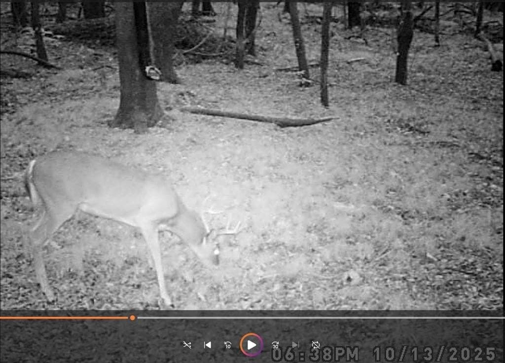 46.54 acres in Red River (TX) County gallery image 2
