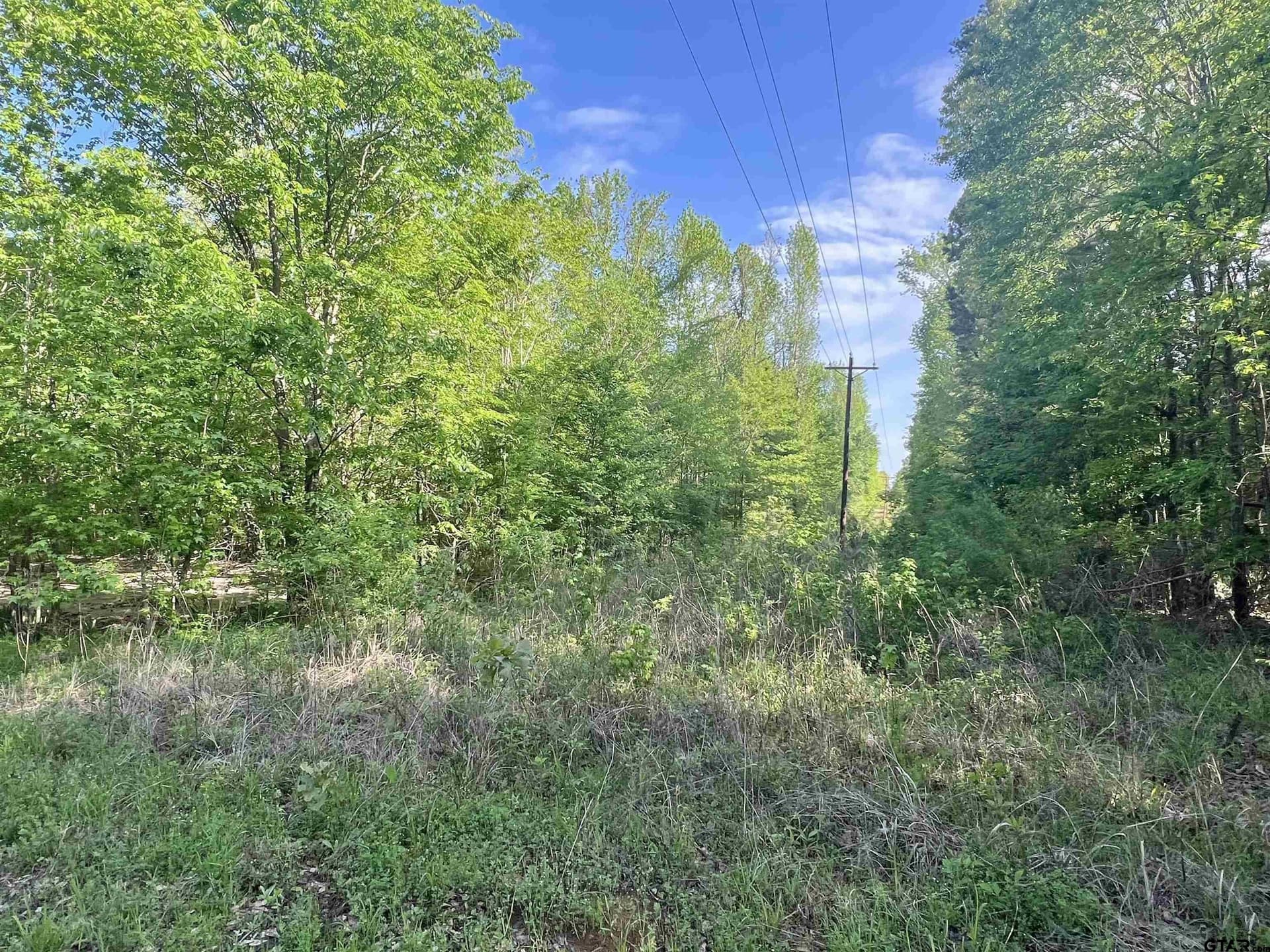 1.5 acres in Titus County gallery image 3