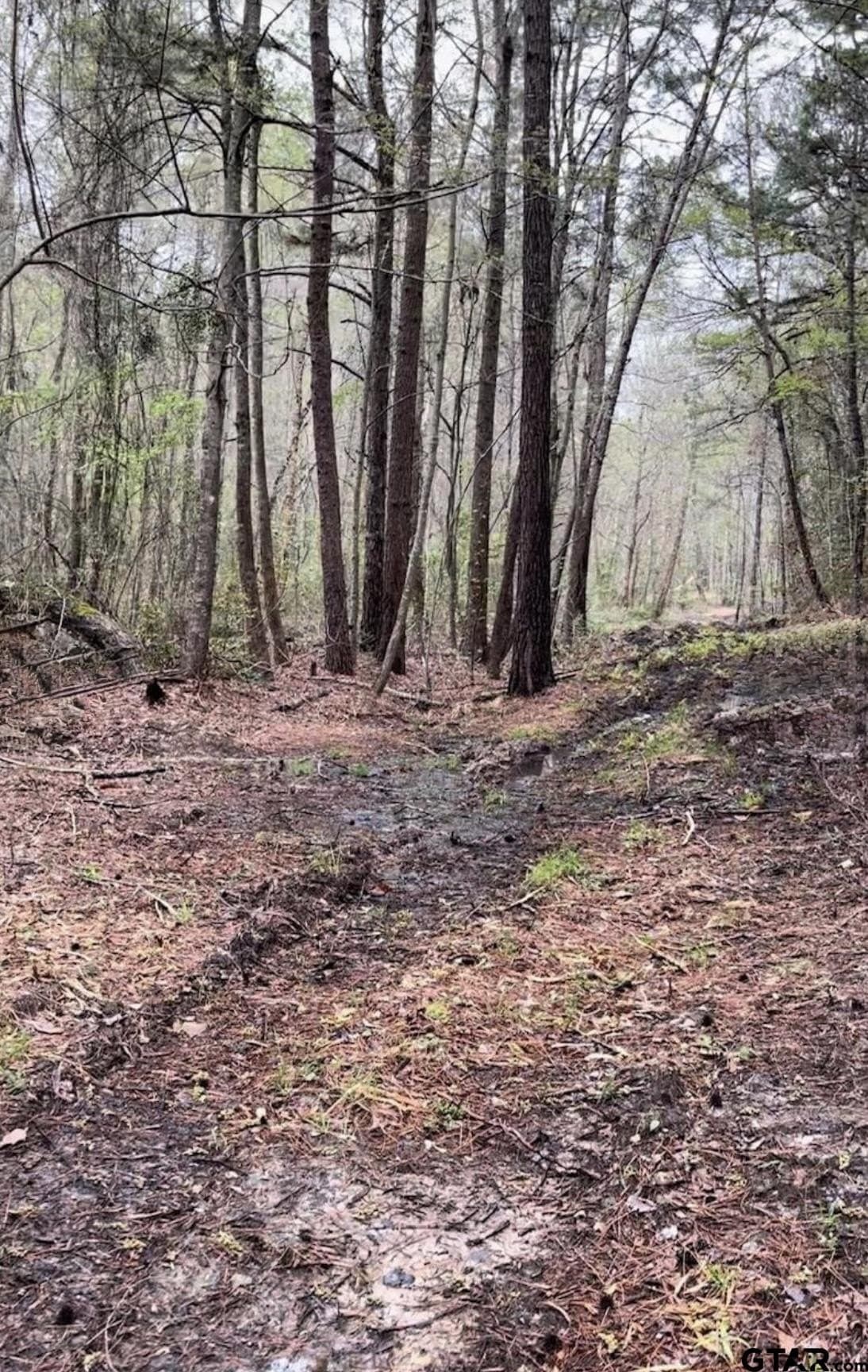 17.47 acres in Smith County gallery image 3