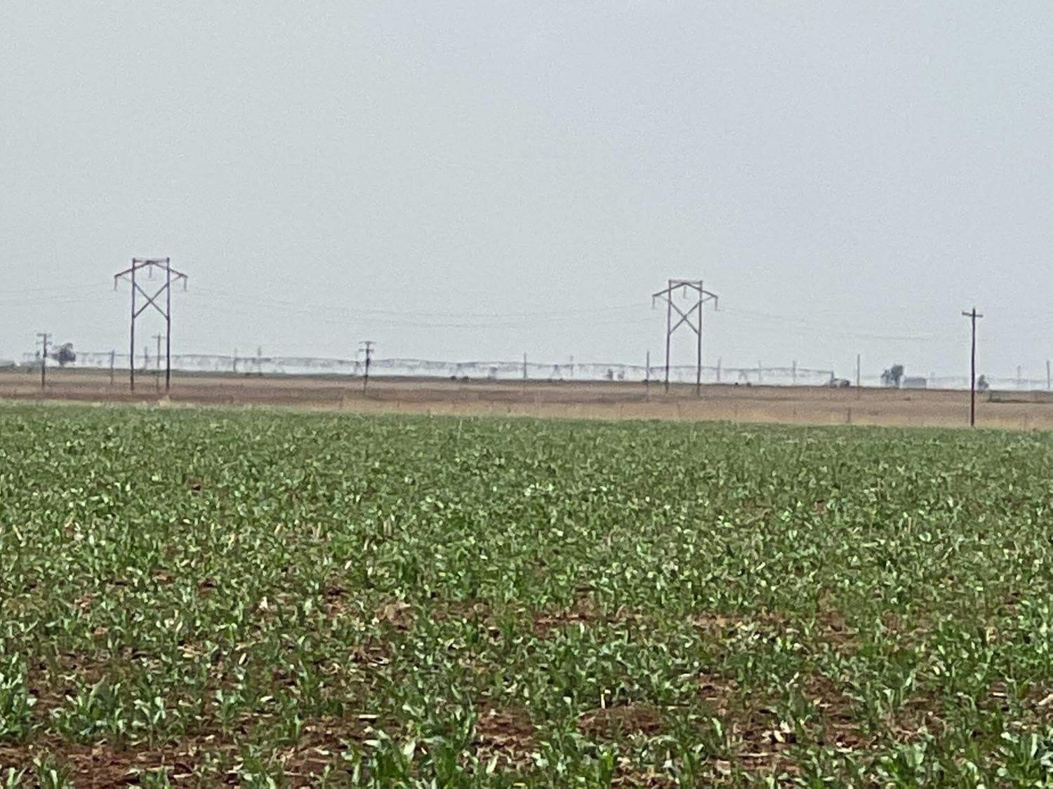 257.5 acres in Hale County gallery image 4