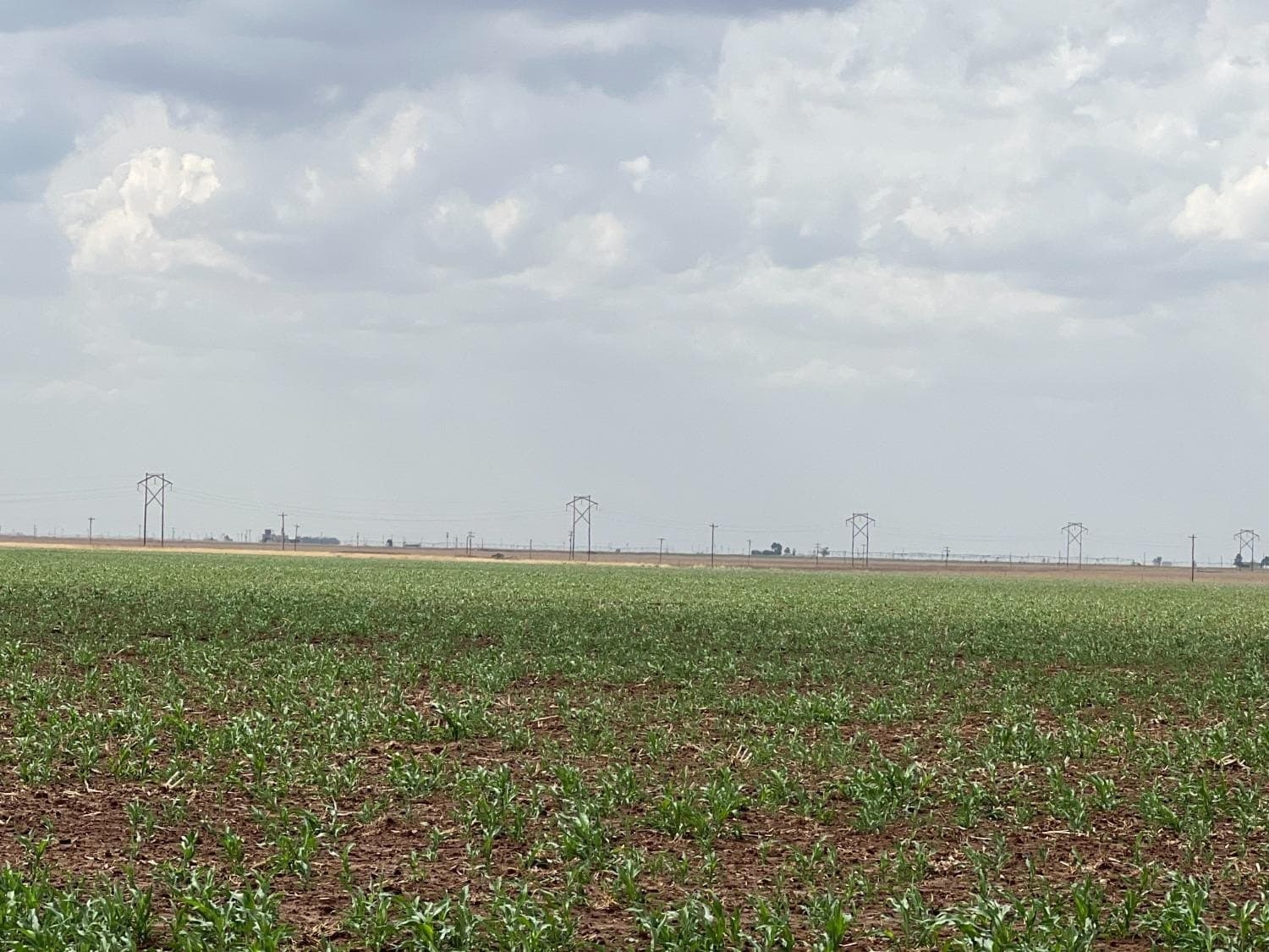 257.5 acres in Hale County gallery image 3