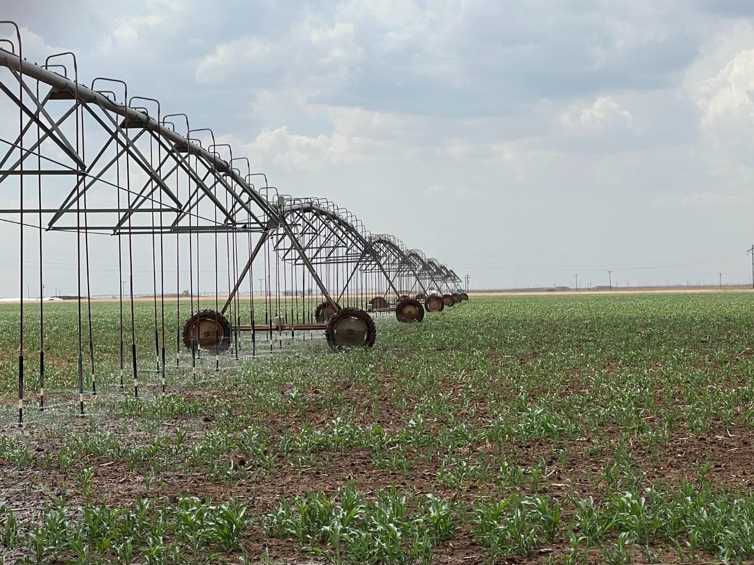 257.5 acres in Hale County gallery image 2