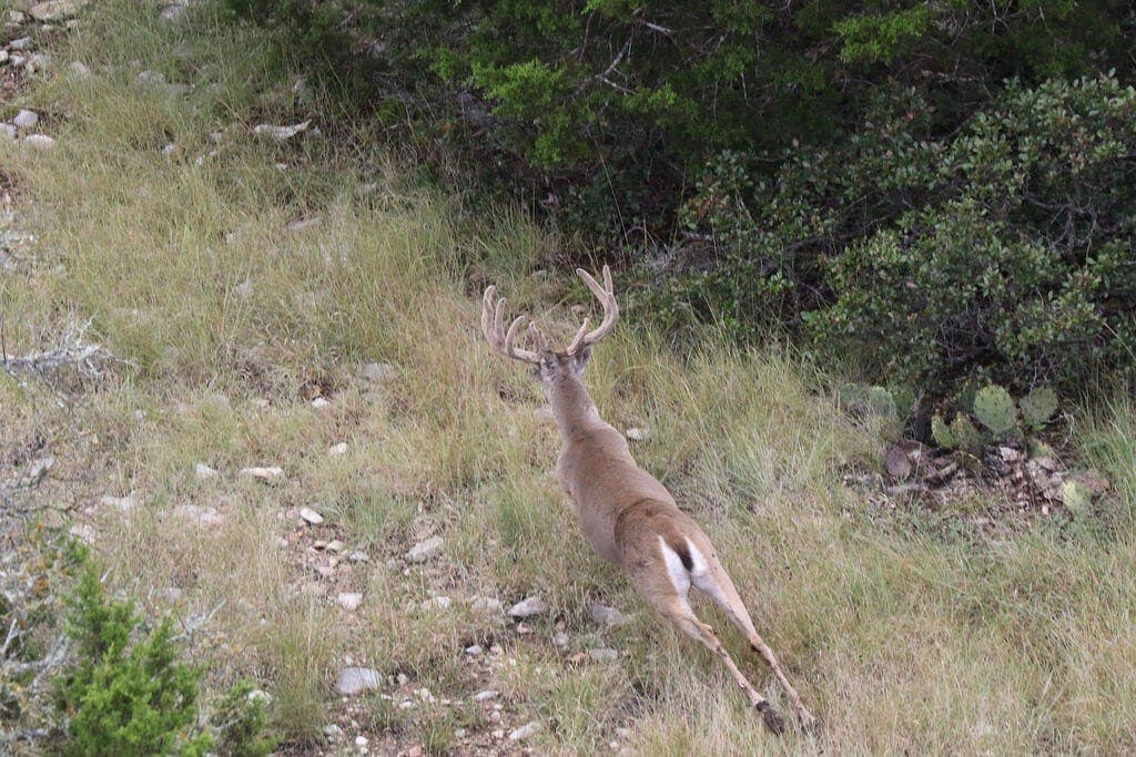 800 acres in Kimble County - photo 43