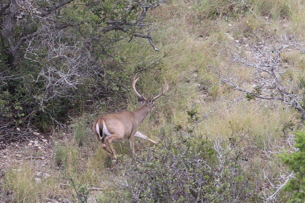 800 acres in Kimble County - photo 42