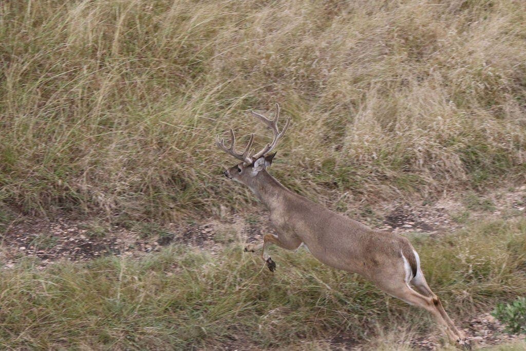 800 acres in Kimble County - photo 50