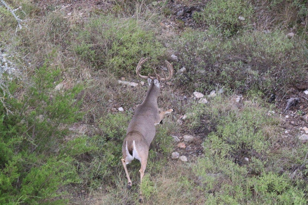800 acres in Kimble County - photo 44