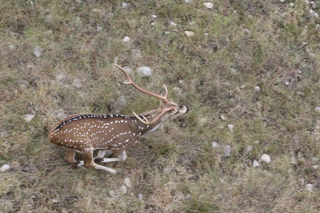 800 acres in Kimble County - photo 51