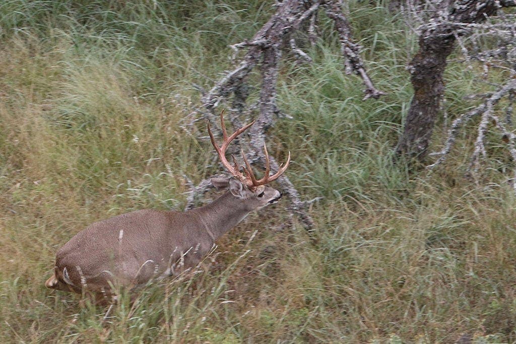 800 acres in Kimble County - photo 41
