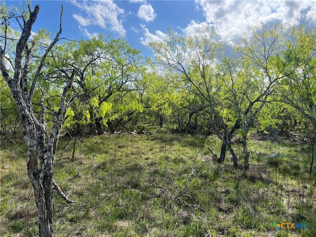 50.01 acres in Gonzales County gallery image 4