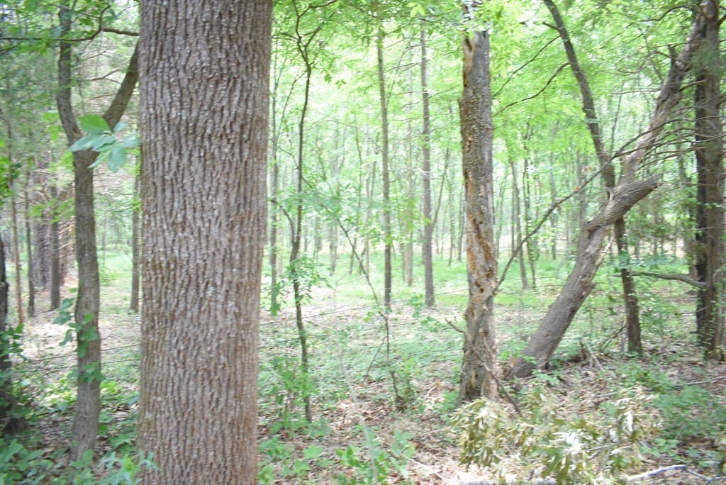 10 acres in Texas County gallery image 4