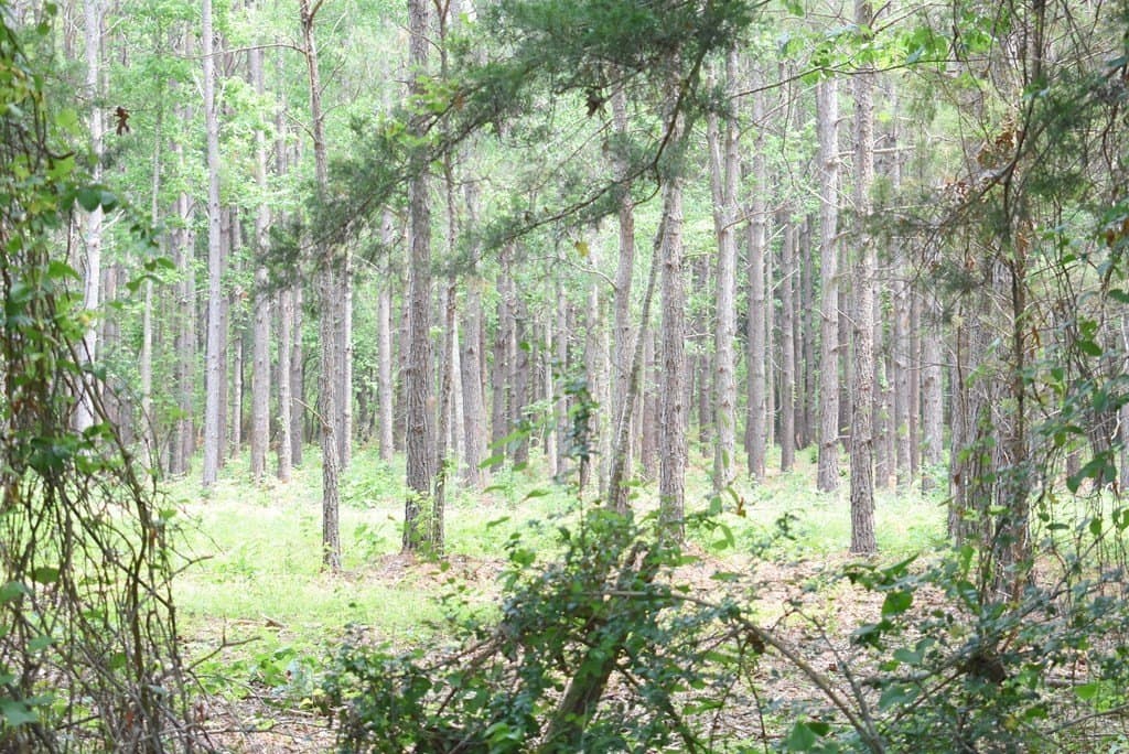 10 acres in Texas County gallery image 3