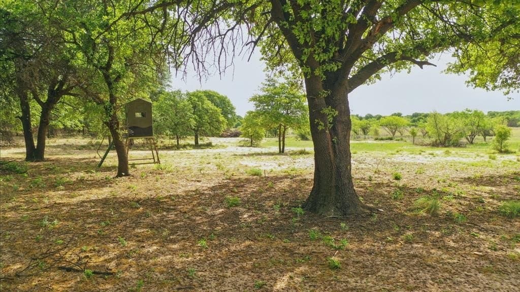 25 acres in Jones County gallery image 3