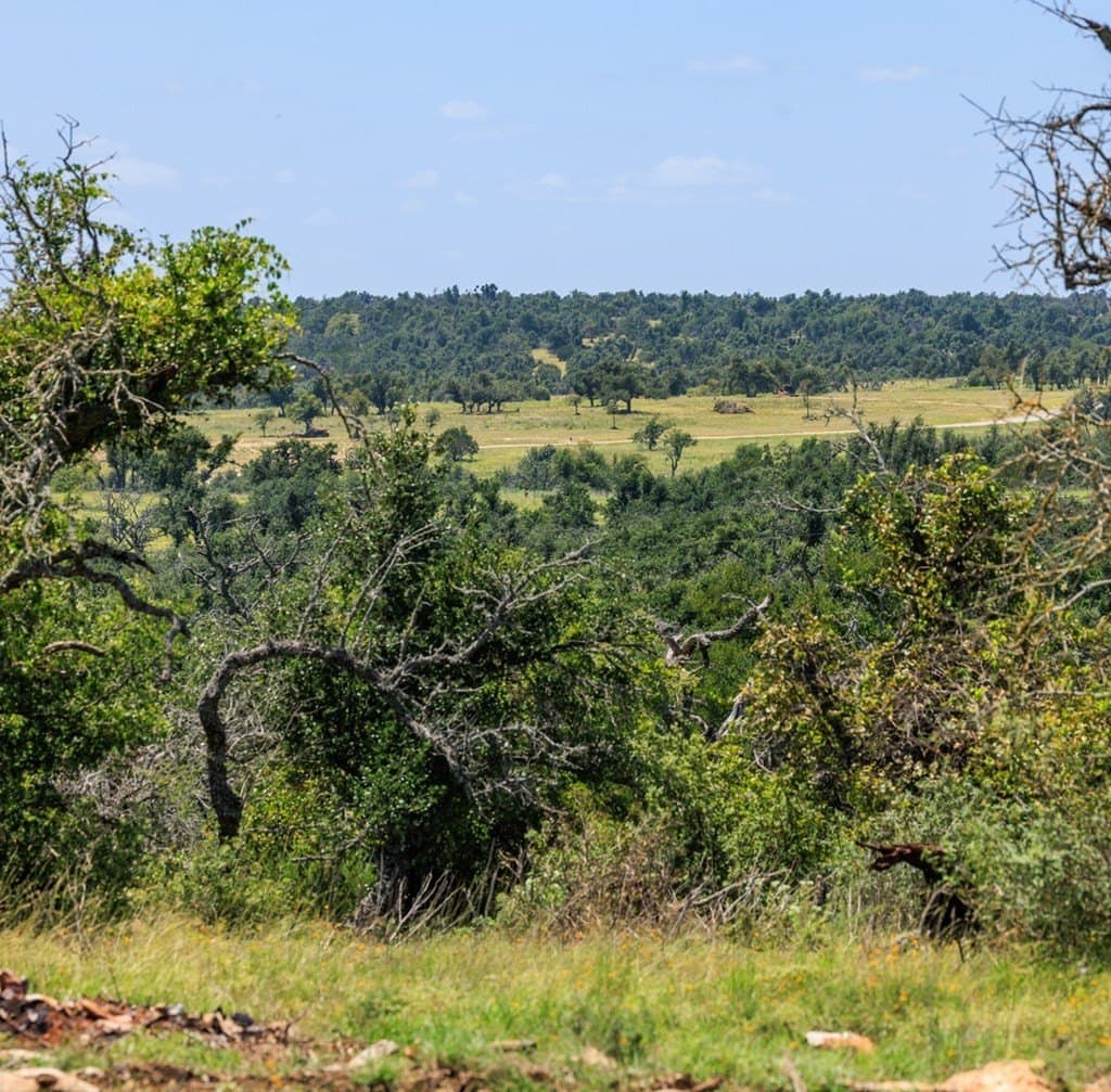 40.55 acres in Gillespie County - photo 21