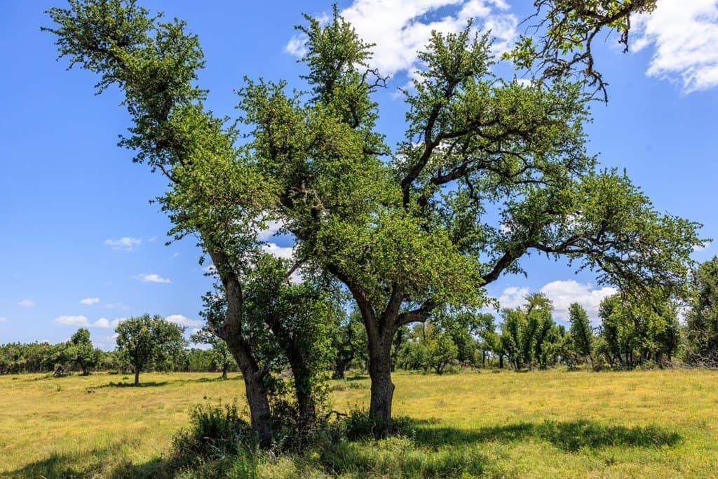 40.55 acres in Gillespie County - photo 6