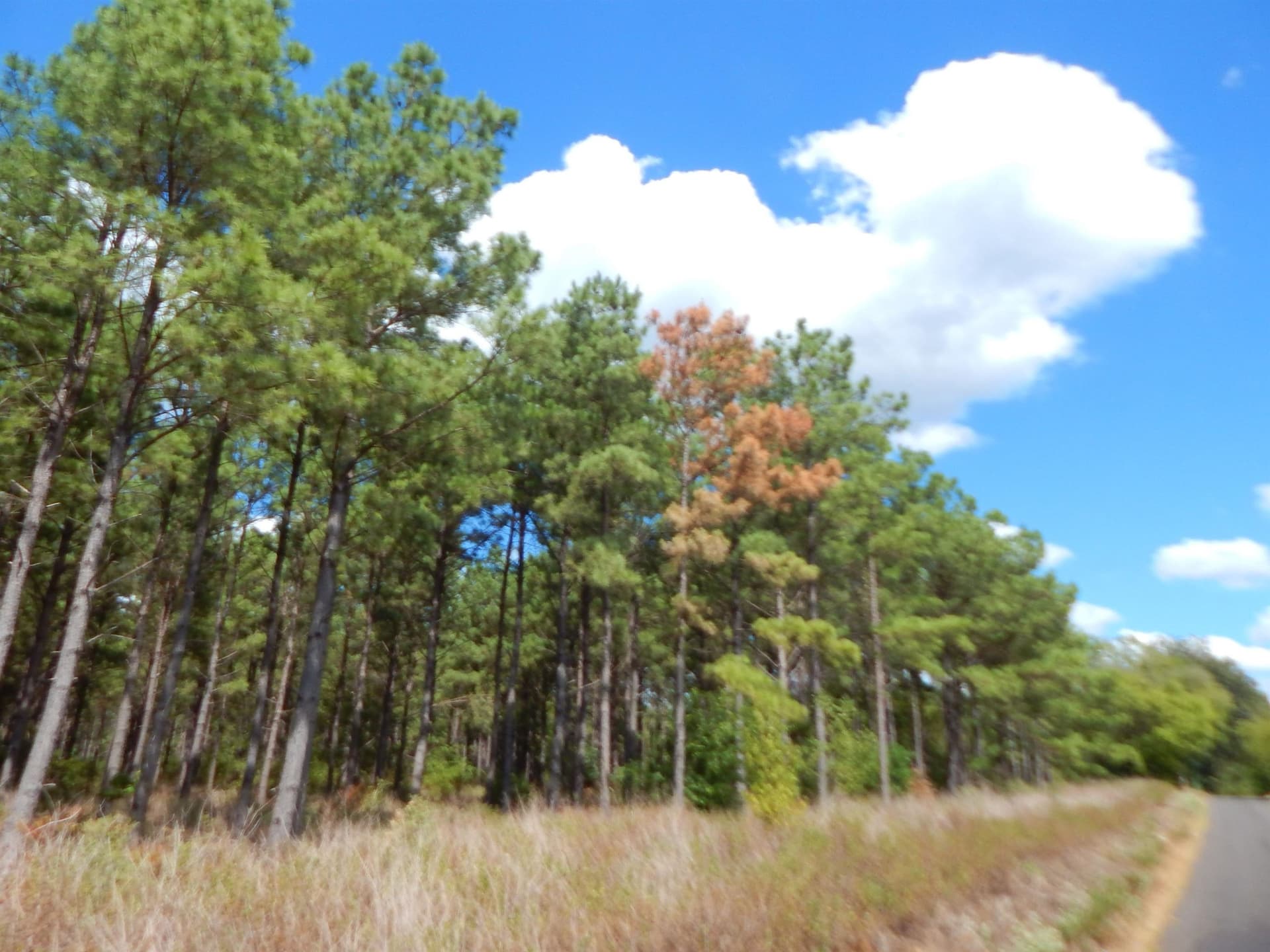 10 acres in Upshur County - photo 5