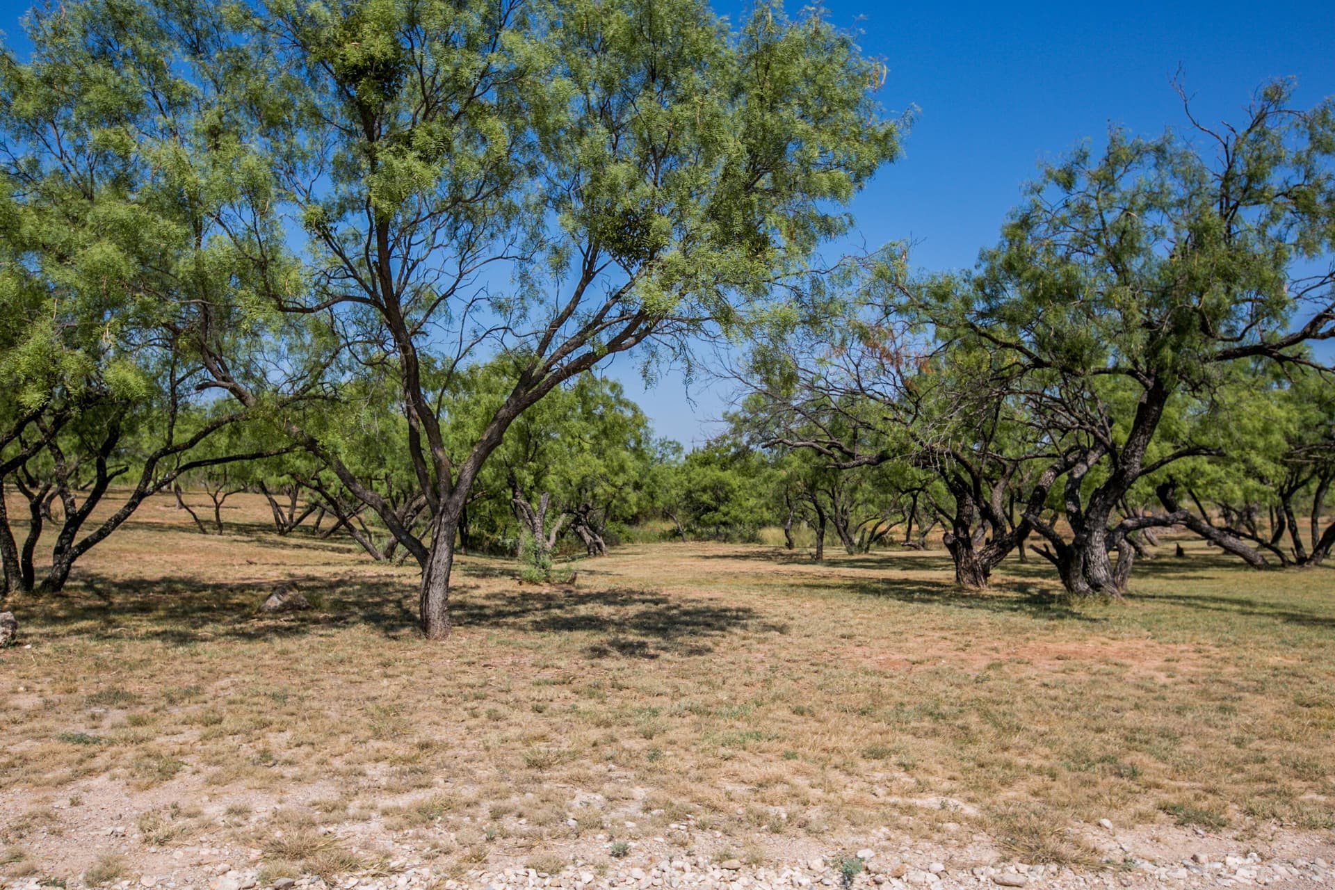 65.34 acres in Runnels County - photo 53