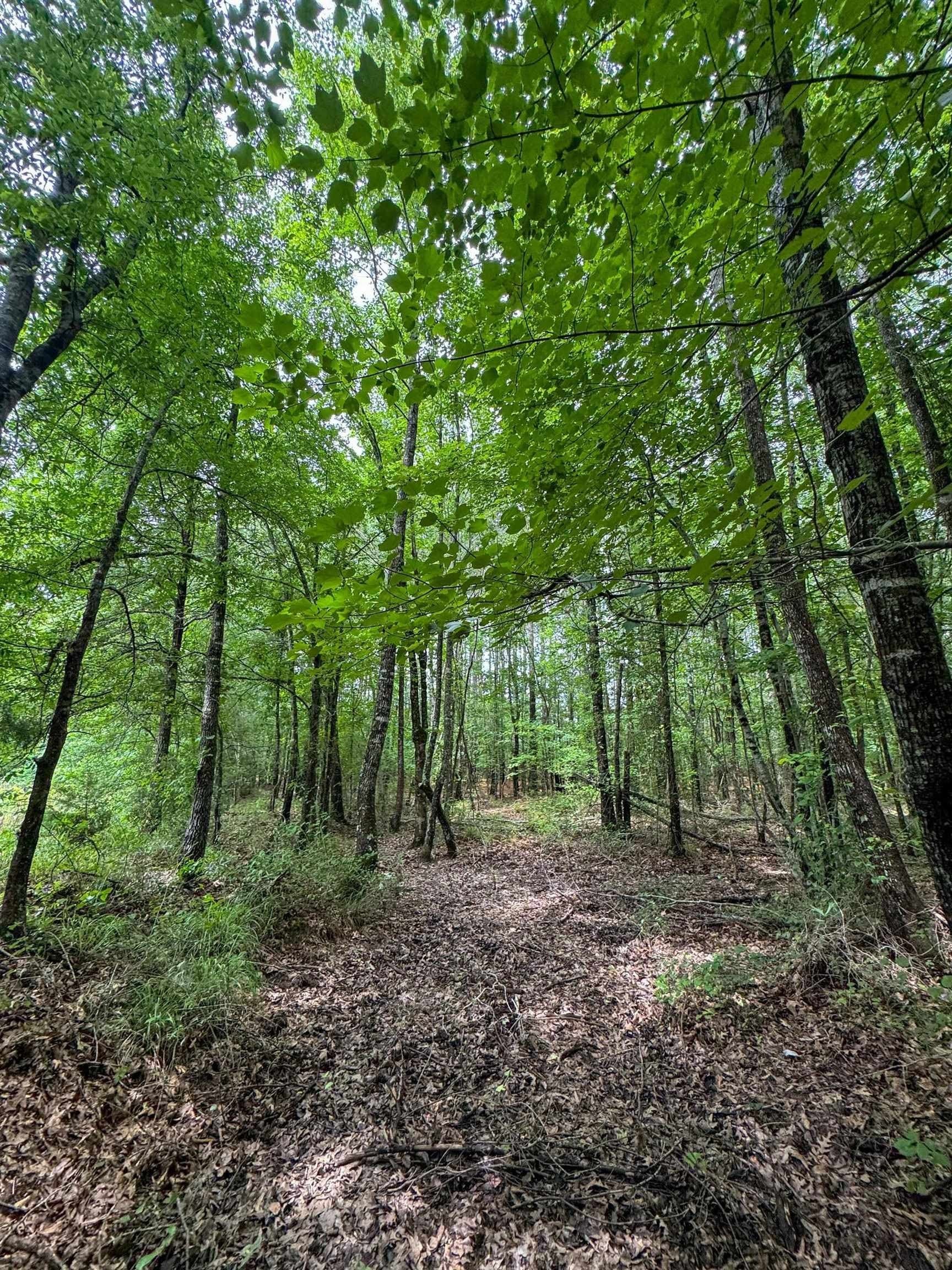 115.66 acres in Panola County - photo 23