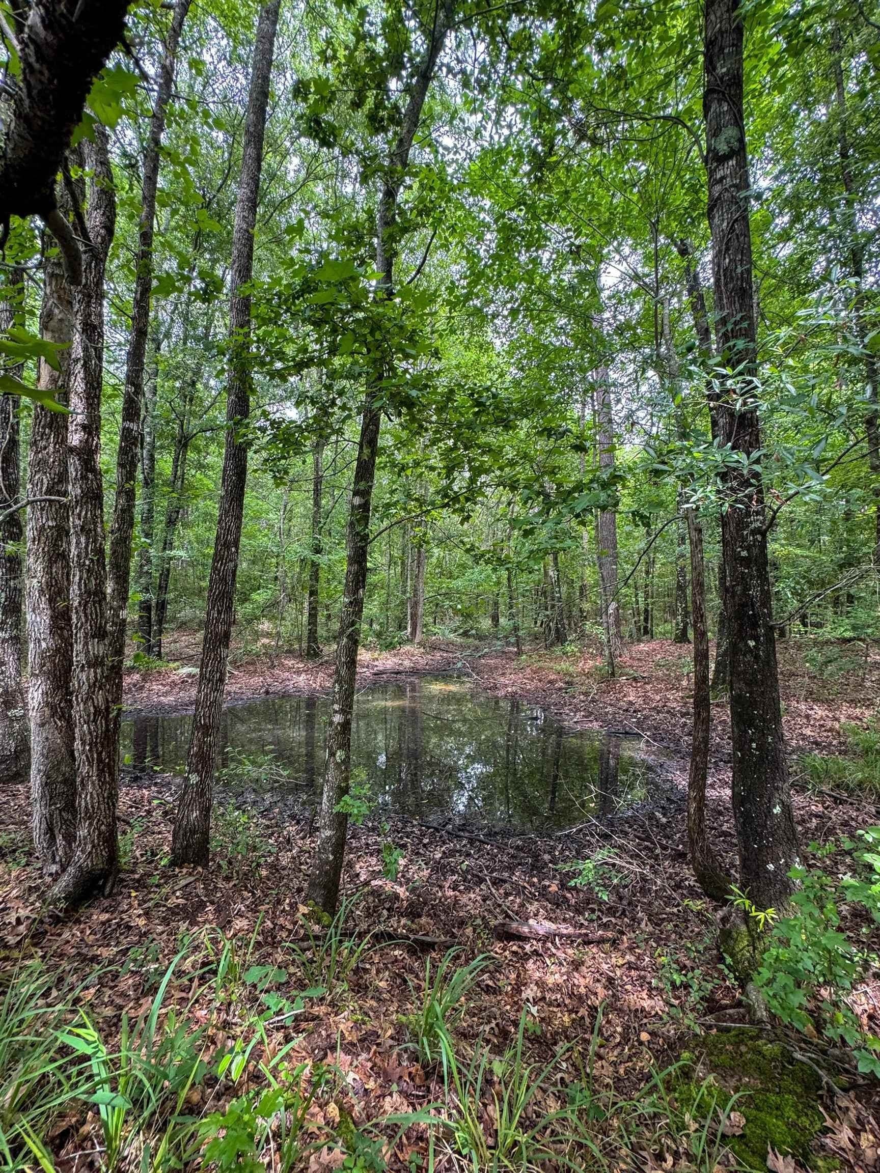 115.66 acres in Panola County - photo 22