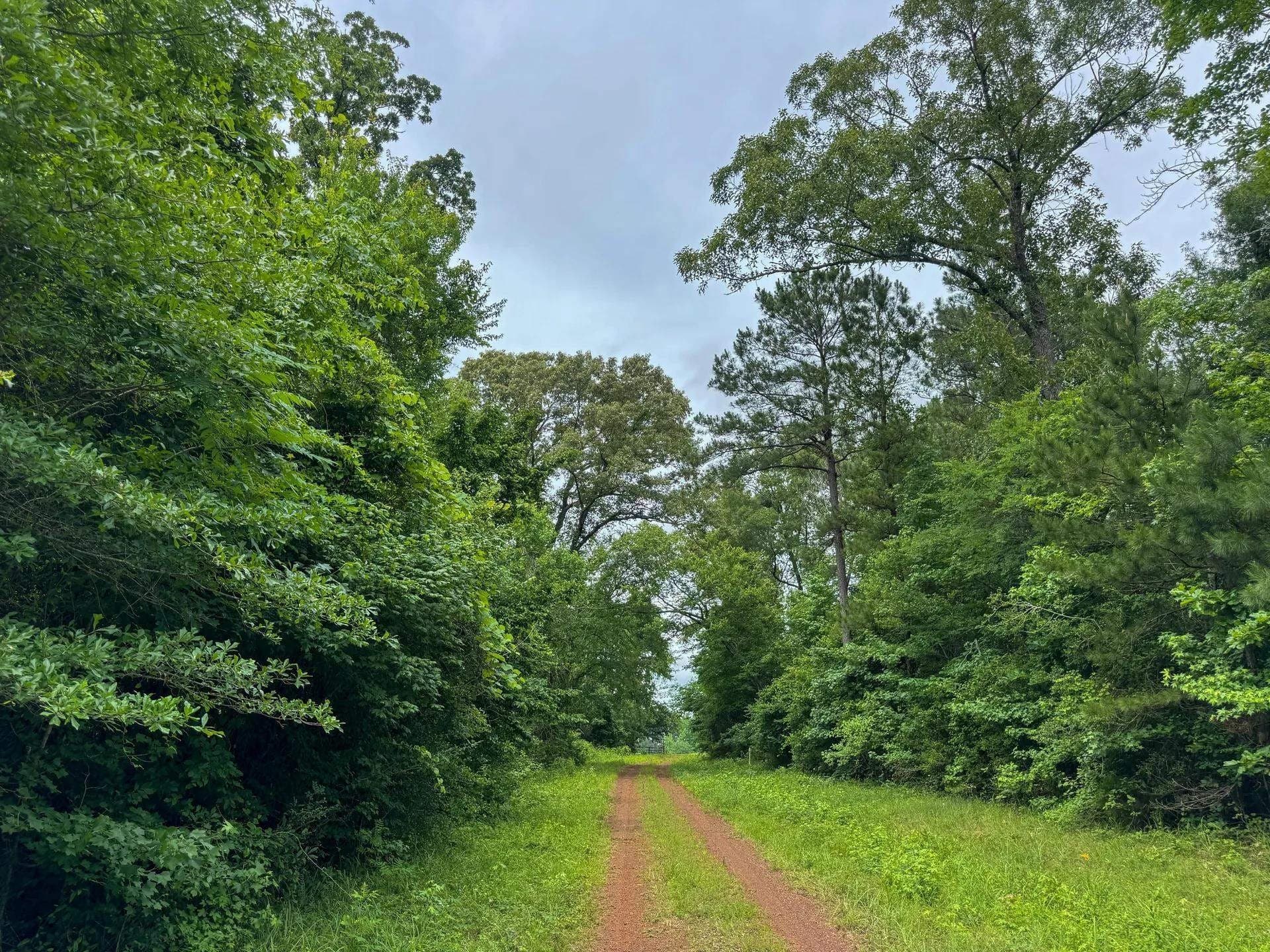115.66 acres in Panola County gallery image 4