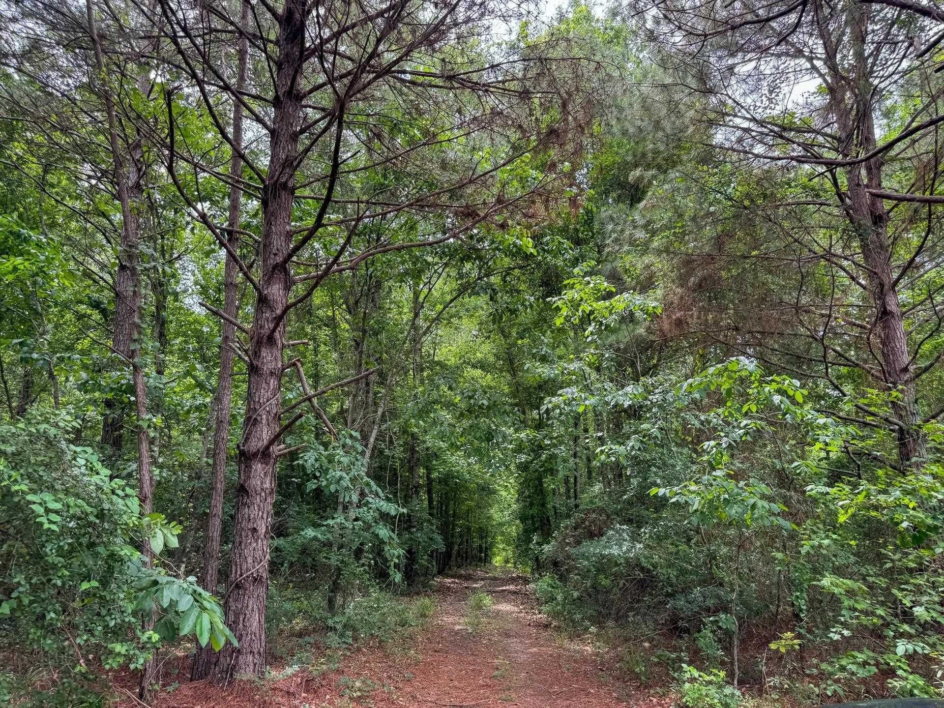 115.66 acres in Panola County - photo 12