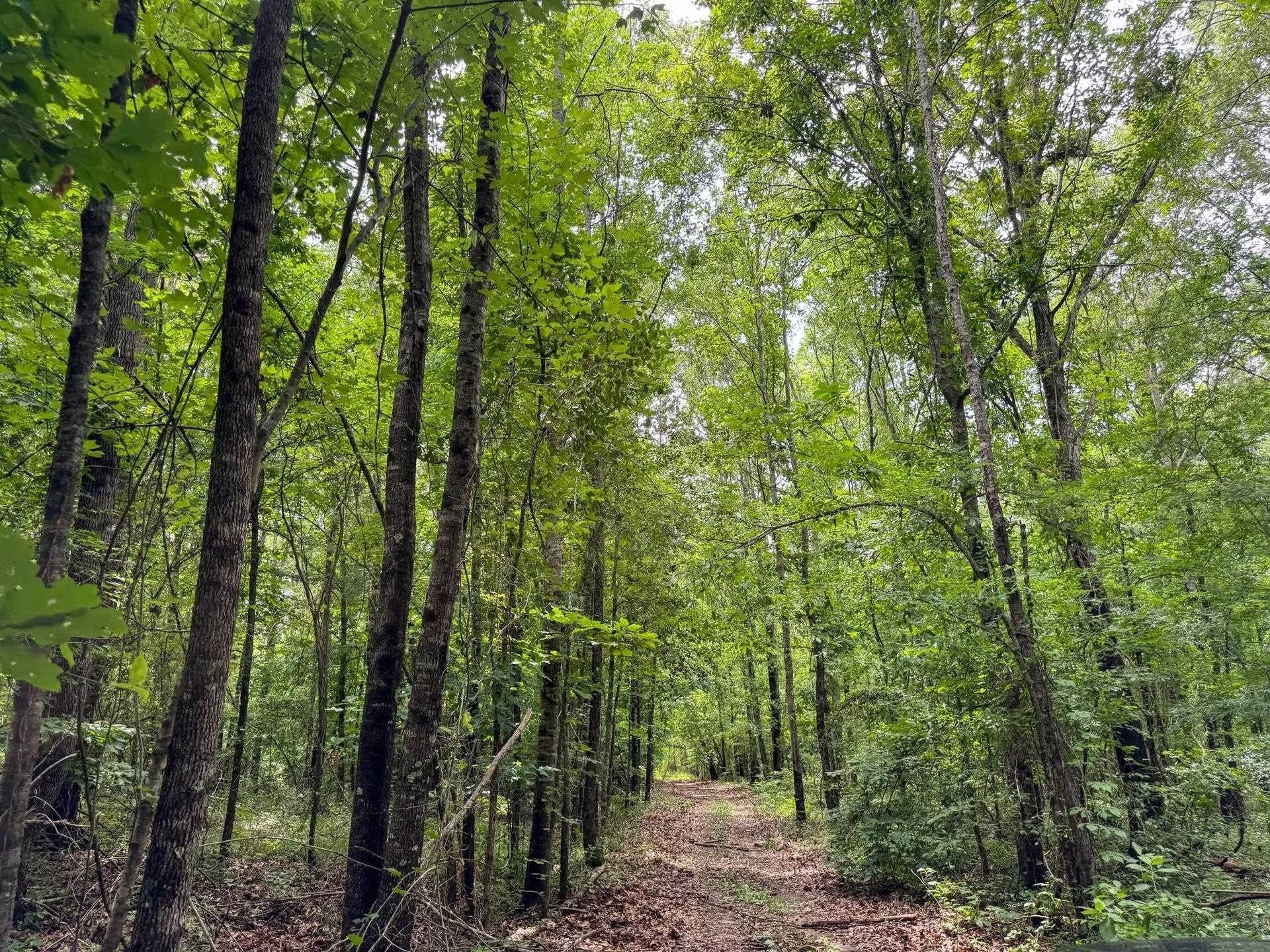 115.66 acres in Panola County - photo 13
