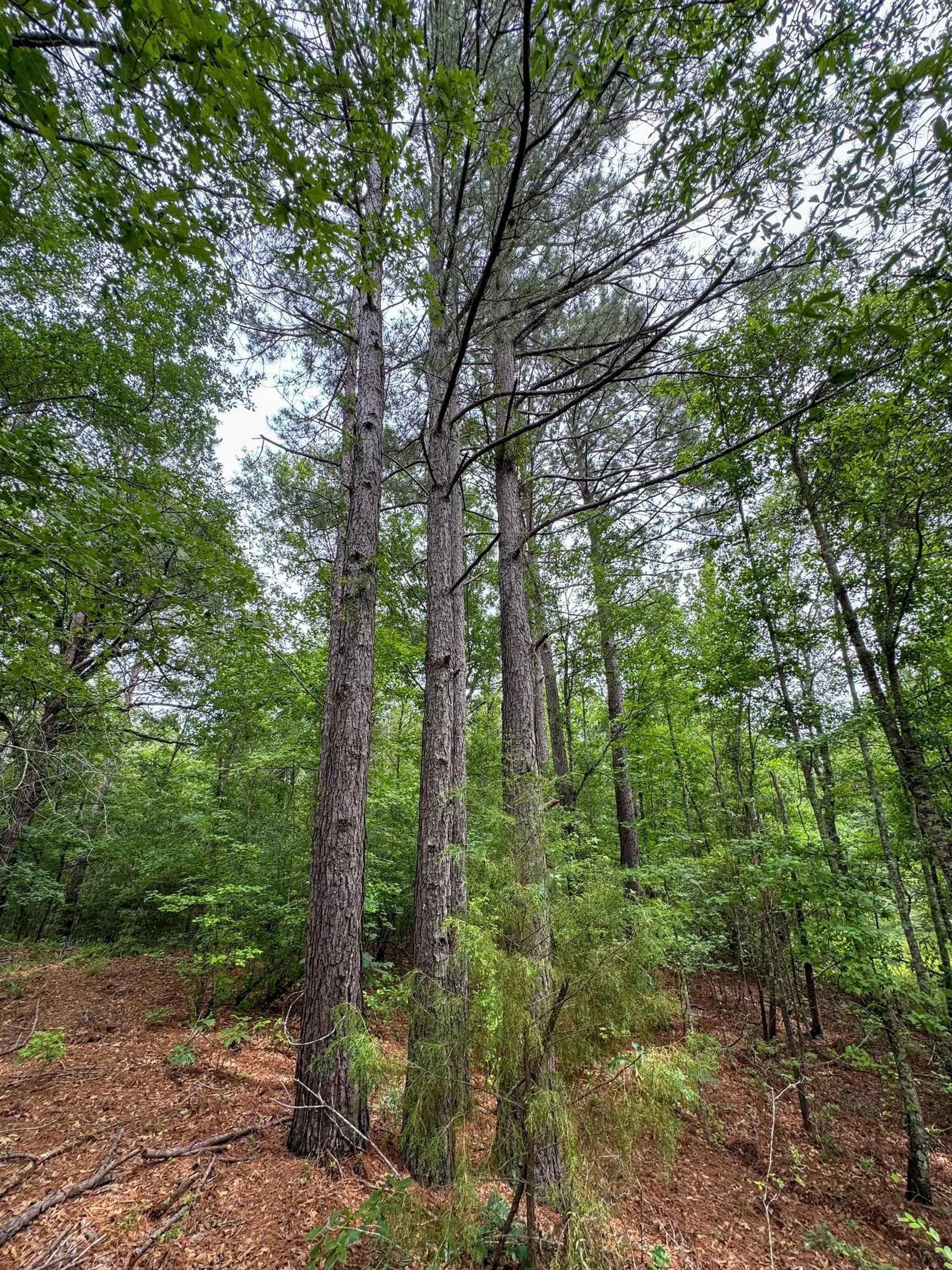 115.66 acres in Panola County - photo 16