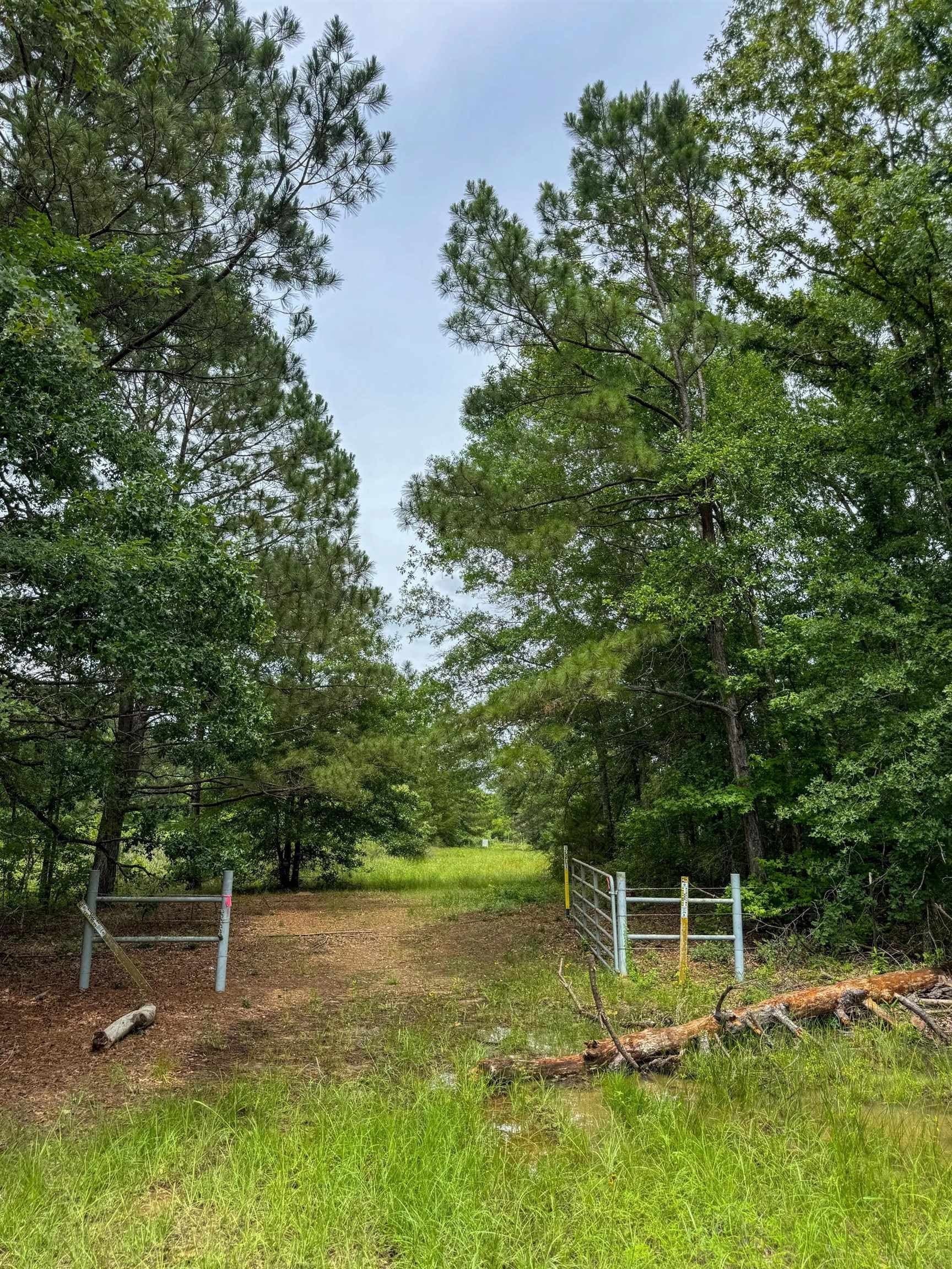 115.66 acres in Panola County featured view