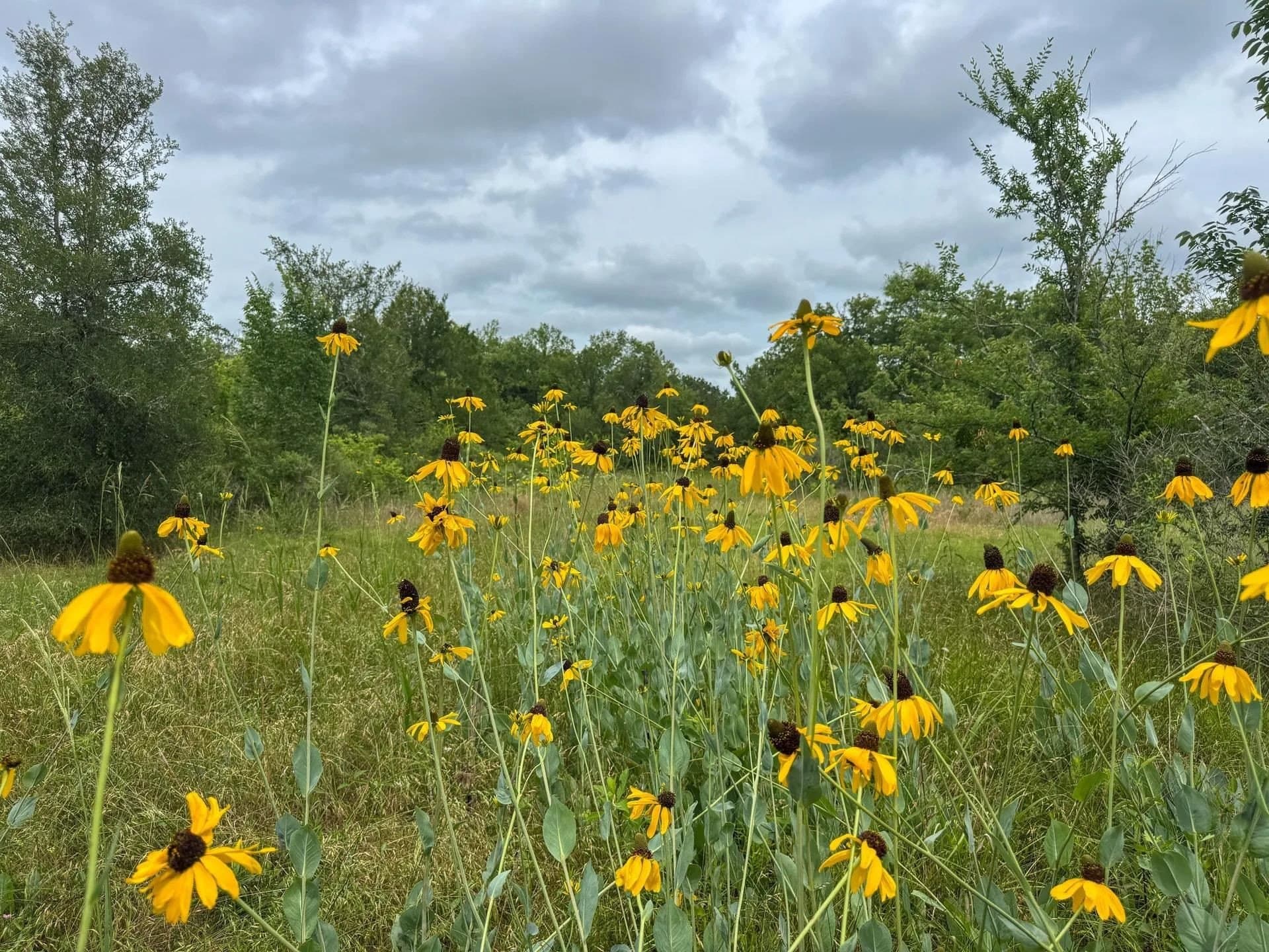115.66 acres in Panola County - photo 32