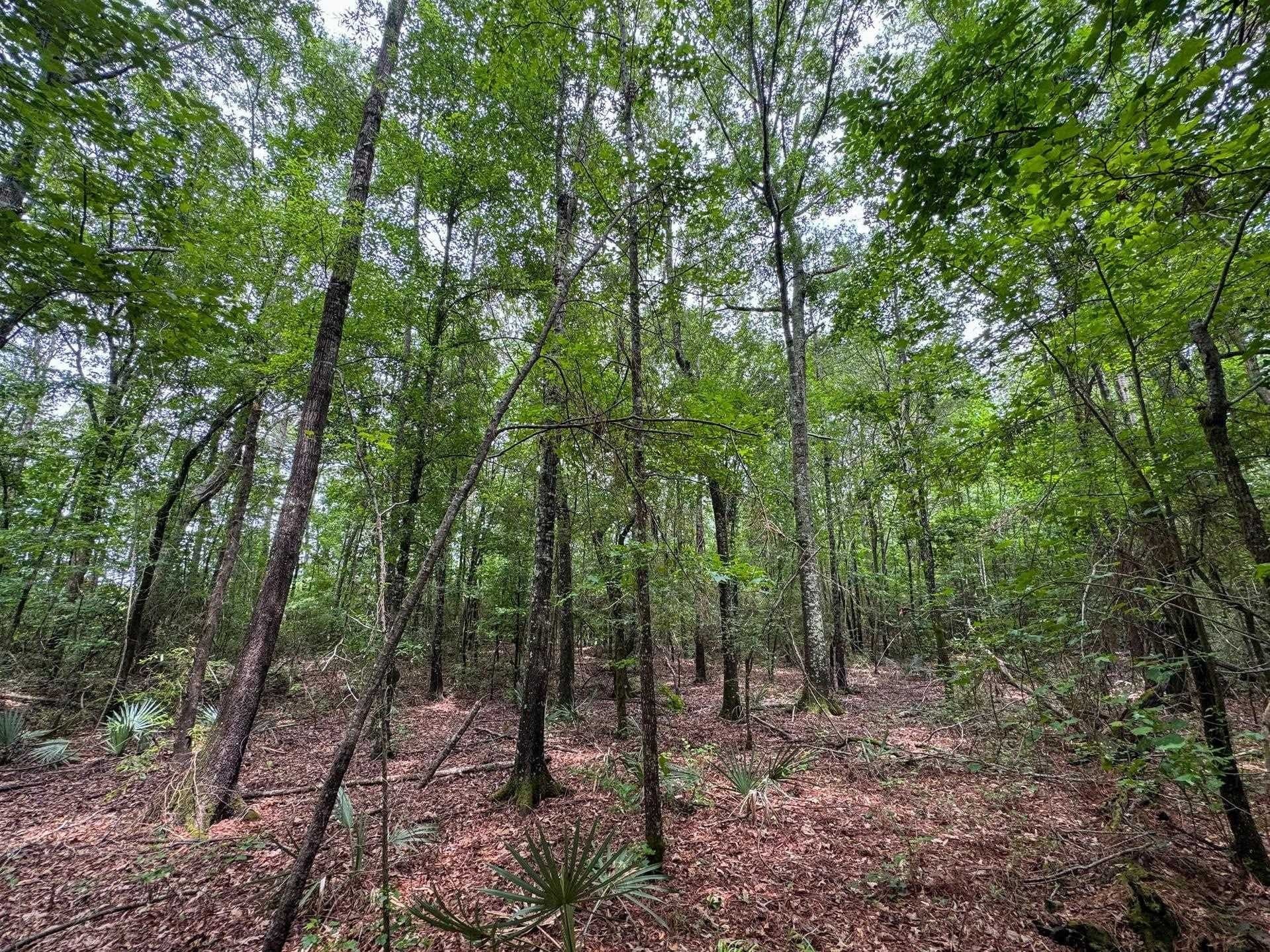 115.66 acres in Panola County - photo 8