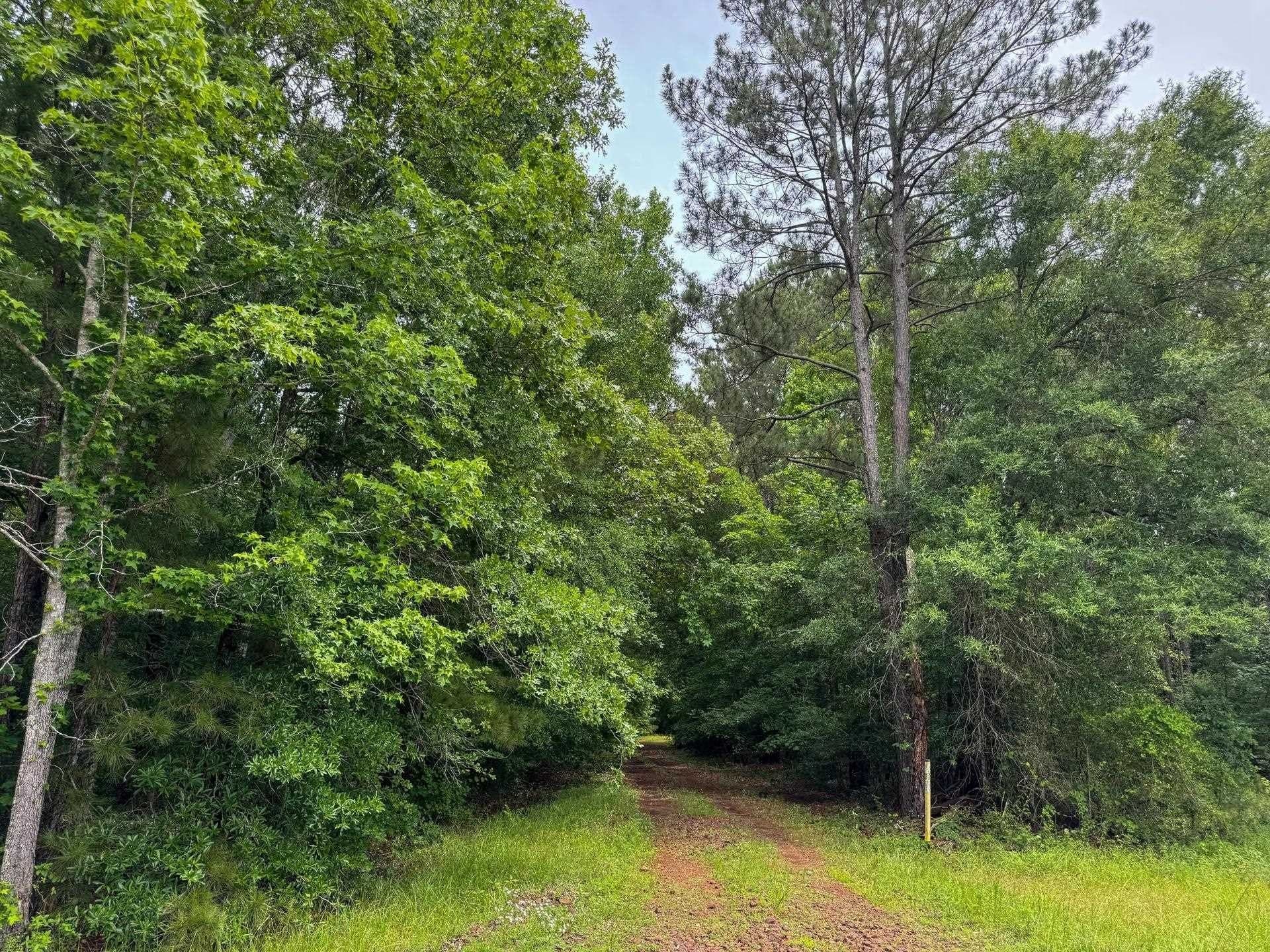 115.66 acres in Panola County - photo 7